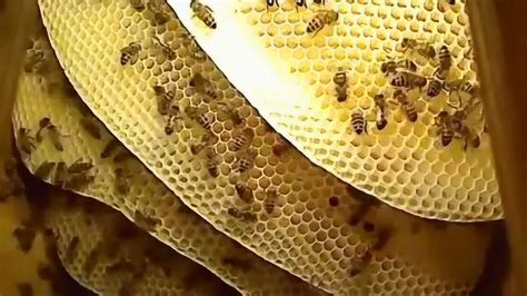 手錶顏色挑選 蜜蜂在家筑巢